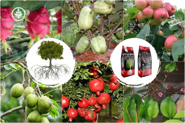 công dụng của humic mỹ wsp