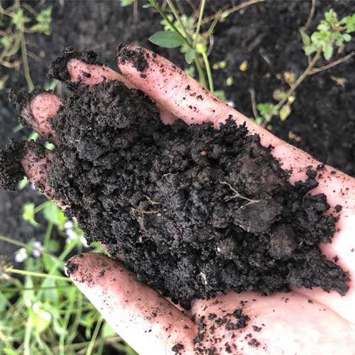 Nghiên Cứu Về Sự Ảnh Hưởng Của Humic Substances Đối Với Hệ Thống Rễ Cây và Sự Hấp Thụ Nước và Dinh Dưỡng