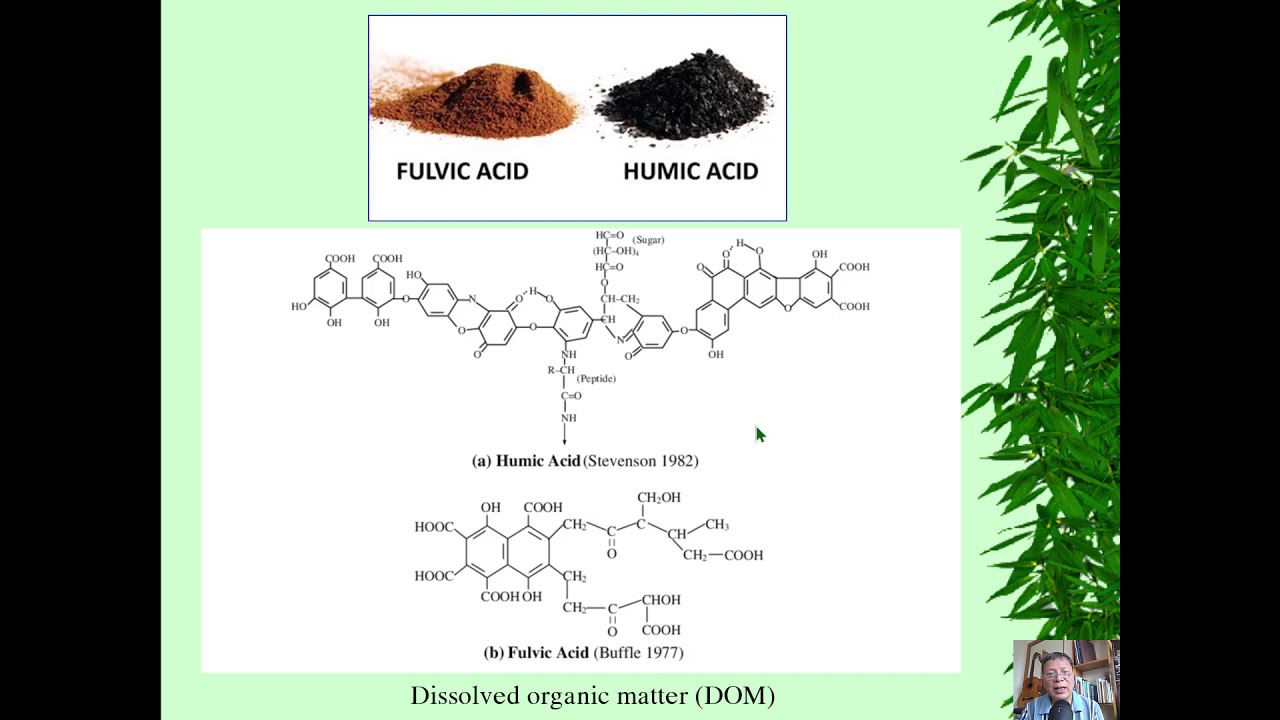 Nghiên Cứu Về Sự Ảnh Hưởng Của Humic Substances Đối Với Hệ Thống Rễ Cây và Sự Hấp Thụ Nước và Dinh Dưỡng