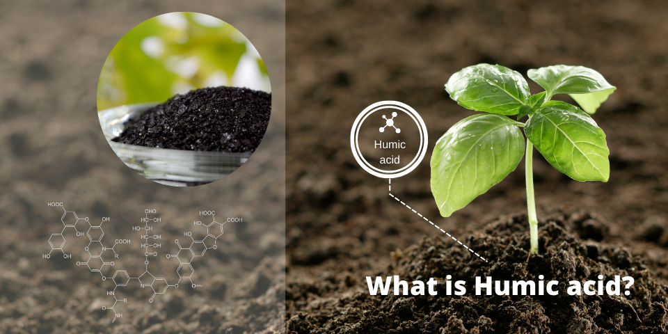 Tìm hiểu về phân humic