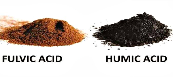 Humic Substances là gì và vai trò của chúng trong nông nghiệp?