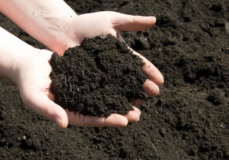 Vai trò quan trọng của axit humic trong đất