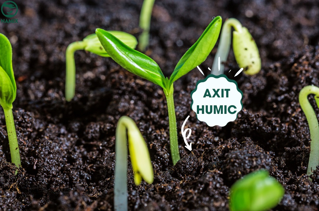 Acid humic và tác động lên sự hấp thụ đạm của đất