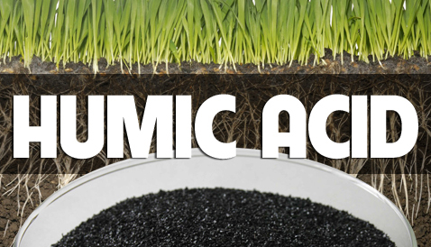 Acid humic và tăng cường sự phát triển của vi khuẩn nitrat có ích