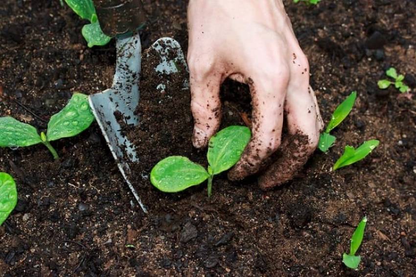 Axit humic trong đất: Nguồn gốc, tác dụng và ứng dụng