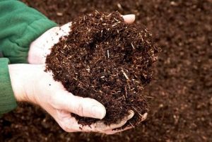 Hiệu quả sử dụng phân bón Humic cho cây ăn quả