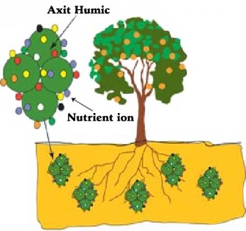 Humic giúp cây trồng chống chịu hạn hán và sâu bệnh