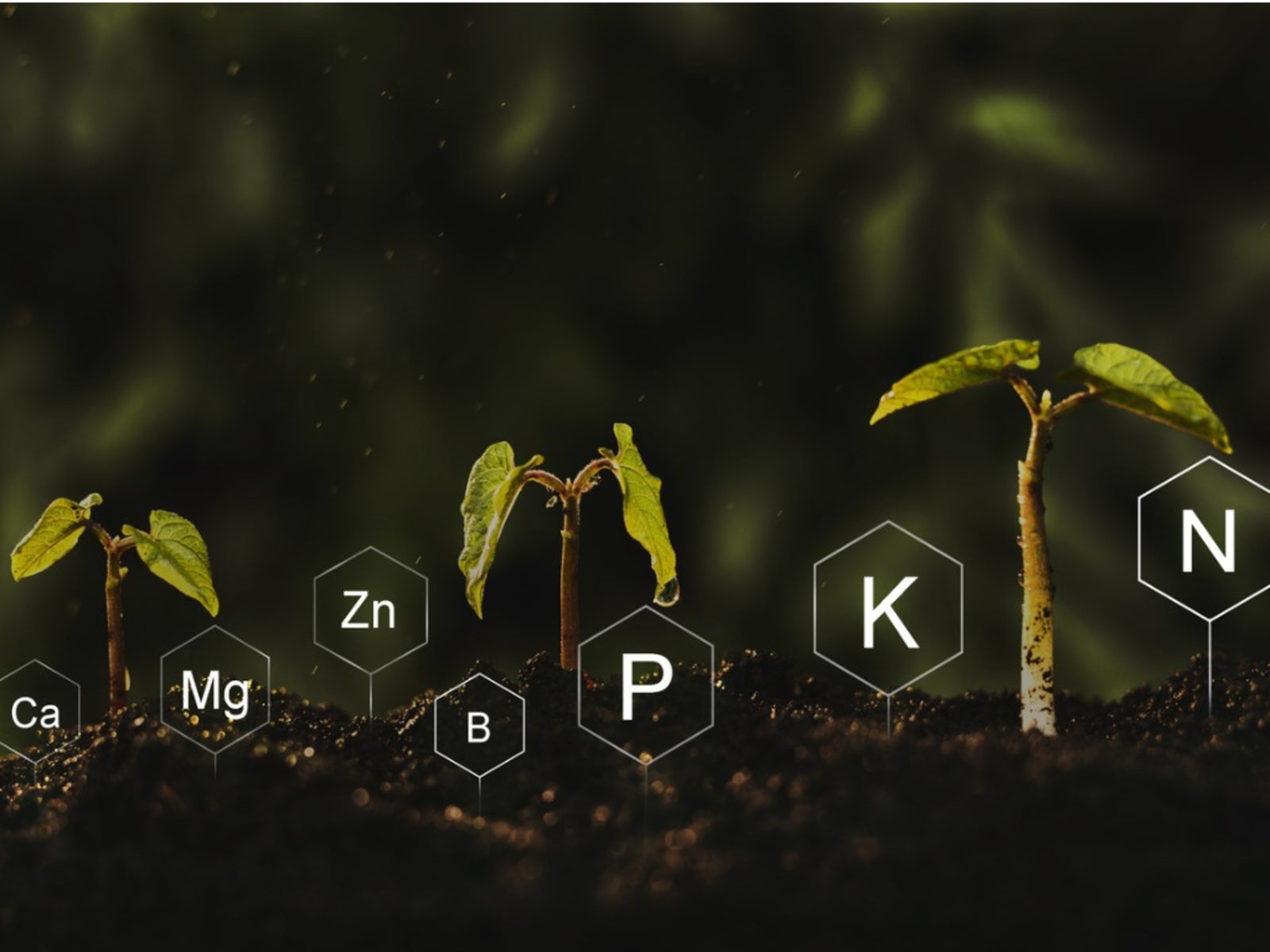 Phân bón Humic: Bí quyết cho cây trồng phát triển khỏe mạnh