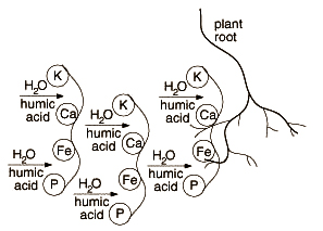 Sử dụng acid humic để giảm stress cho cây trồng trong môi trường khắc nghiệt