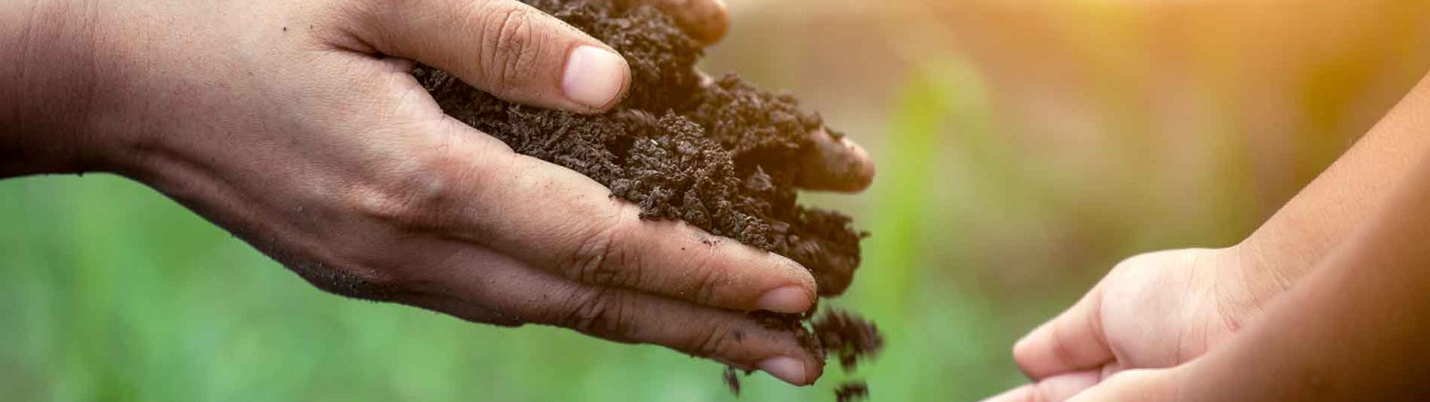 Sử dụng Humic để tăng cường sức đề kháng cho cây trồng