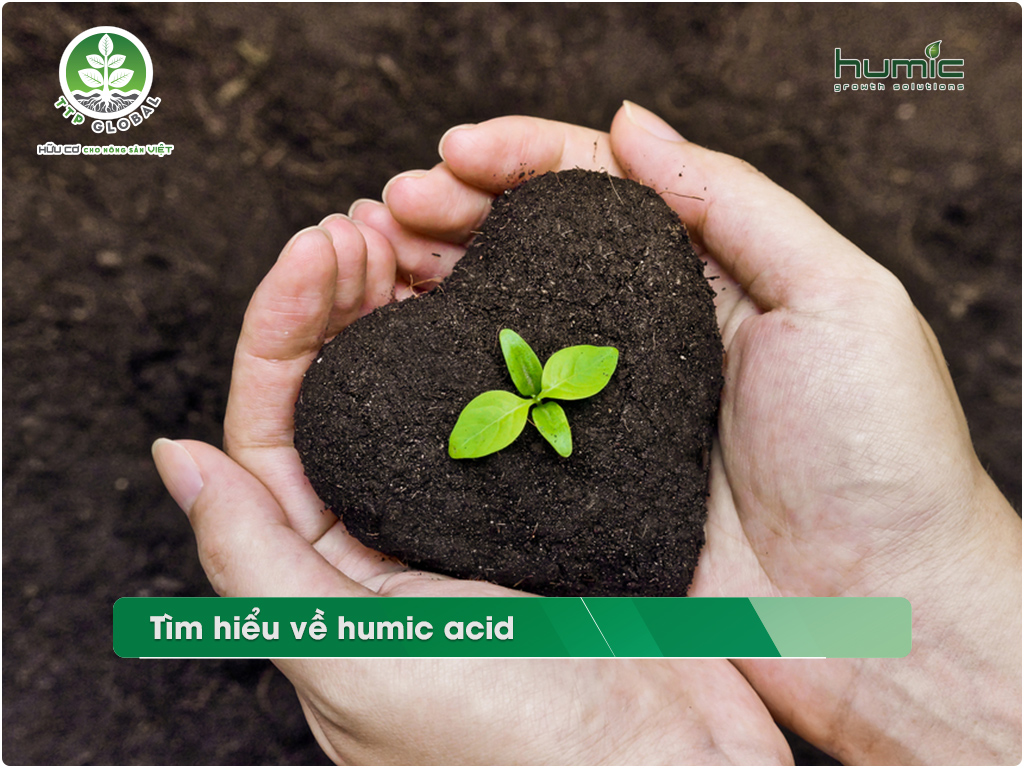 Tối ưu hóa sự hấp thụ khoáng chất của cây trồng với acid humic