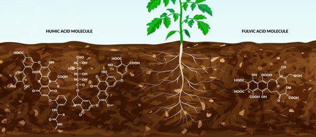 Fulvic và ảnh hưởng đến quá trình quang hợp của cây trồng