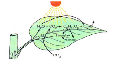 Sự ảnh hưởng của fulvic đối với việc tăng cường hấp thụ CO2 của cây.